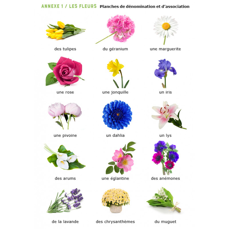 Parlons d'art avec Arcimboldo